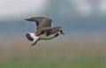 Northern Lapwing in Flight Royalty Free Stock Photo