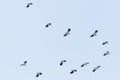 Northern Lapwing flock in flight Vanellus vanellus sunset Royalty Free Stock Photo