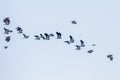 Northern Lapwing flock in flight Vanellus vanellus sunset Royalty Free Stock Photo