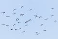 Northern Lapwing flock in flight Vanellus vanellus sunset Royalty Free Stock Photo