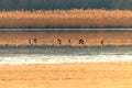 Northern Lapwing flock in flight Vanellus vanellus sunset Royalty Free Stock Photo
