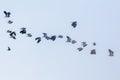 Northern Lapwing flock in flight (Vanellus vanellus) sunset Royalty Free Stock Photo