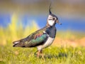 Northern lapwing foraging in grassland Netherlands Royalty Free Stock Photo