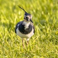 Northern lapwing foraging in grassland Netherlands Royalty Free Stock Photo