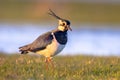 Northern lapwing foraging in grassland Netherlands Royalty Free Stock Photo