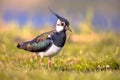 Northern lapwing foraging in grassland Netherlands Royalty Free Stock Photo