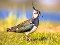 Northern lapwing foraging in grassland Netherlands Royalty Free Stock Photo