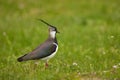 Northern lapwing in grass Royalty Free Stock Photo