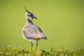 Northern lapwing in grass Royalty Free Stock Photo