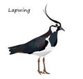 Northern lapwing isolated on white background Royalty Free Stock Photo