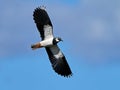 Northern lapwing Vanellus vanellus