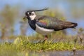 Northern lapwing male standing majestically in grassland habitat Royalty Free Stock Photo