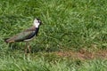 Northern Lapwing or Peewit Royalty Free Stock Photo