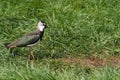 Northern Lapwing or Peewit Royalty Free Stock Photo