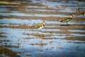 Northern Lapwing(shorebird), black and white overall, back shows green gloss. Royalty Free Stock Photo