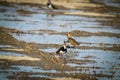 Northern Lapwing(shorebird), black and white overall, back shows green gloss. Royalty Free Stock Photo