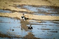 Northern Lapwing(shorebird), black and white overall, back shows green gloss. Royalty Free Stock Photo