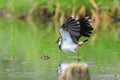 Northern Lapwing starting from the lake`s surface.