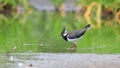 Northern Lapwing starting from the lake`s surface. Royalty Free Stock Photo