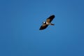 The northern lapwing - Vanellus vanellus - also known as the peewit or pewit, tuit or tew-it, green plover Royalty Free Stock Photo