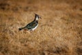 The northern lapwing - Vanellus vanellus - also known as the peewit or pewit, tuit or tew-it, green plover