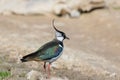The northern lapwing (Vanellus vanellus) Royalty Free Stock Photo