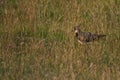 Northern lapwing Vanellus vanellus also known as peewit or pewit tuit or tew it green plover pyewipe or just lapwing Royalty Free Stock Photo