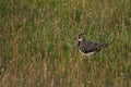 Northern lapwing Vanellus vanellus also known as peewit or pewit tuit or tew it green plover pyewipe or just lapwing Royalty Free Stock Photo