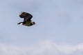 The northern lapwing (Vanellus vanellus), also known as the peewit or pewit Royalty Free Stock Photo