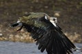 Northern Lapwing In Flight Royalty Free Stock Photo