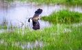 Northern lapwing Vanellus vanellus in flight Royalty Free Stock Photo