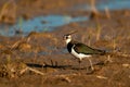 Northern lapwing (Vanellus vanellus) isolated in a marsh Royalty Free Stock Photo