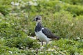 Northern Lapwing Royalty Free Stock Photo