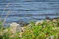 Northern lapwing Vanellus vanellus A medium-sized migratory bird with black and white plumage. A male in a mating robe