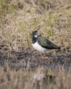Northern lapwing (Vanellus vanellus) sits on a marshy lake shore, a typical nesting biotope.