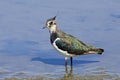 Northern lapwing Vanellus vanellus standing majestically in shallow water. Showing iridiscent colors on its wing