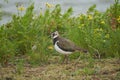 Northern lapwing Vanellus vanellus also known as peewit or pewit tuit or tew it green plover pyewipe or just lapwing Royalty Free Stock Photo