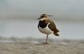 northern lapwing also known as the peewit Royalty Free Stock Photo