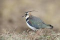 The northern lapwing (Vanellus vanellus) in Japan