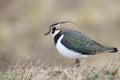 The northern lapwing (Vanellus vanellus) in Japan