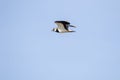 Northern lapwing, Vanellus vanellus in flight Royalty Free Stock Photo