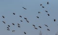 Northern lapwing Vanellus vanellus in flight Royalty Free Stock Photo