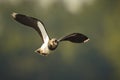 Northern Lapwing, Vanellus vanellus, in flight Royalty Free Stock Photo