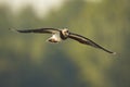 Northern Lapwing, Vanellus vanellus, in flight