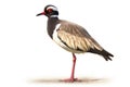 Northern Lapwing, Vanellus vanellus, in front of white background AI Generated animal ai