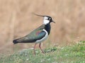 Northern lapwing (Vanellus vanellus)