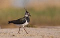 Northern Lapwing - Vanellus vanellus Royalty Free Stock Photo