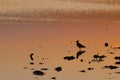 Northern lapwing, Vanellus vanellus or pewit at sunset in water Royalty Free Stock Photo