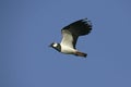 Northern lapwing, Vanellus vanellus Royalty Free Stock Photo