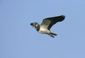 Northern lapwing, Vanellus vanellus Royalty Free Stock Photo